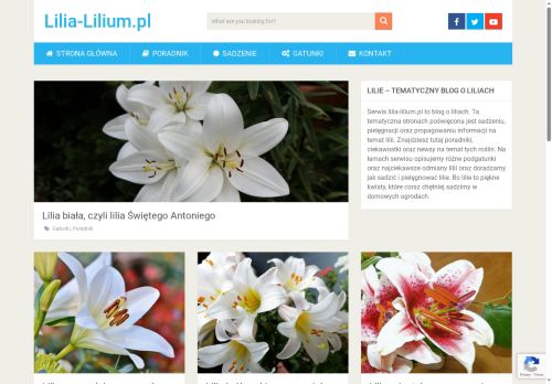 lilia-lilium.pl